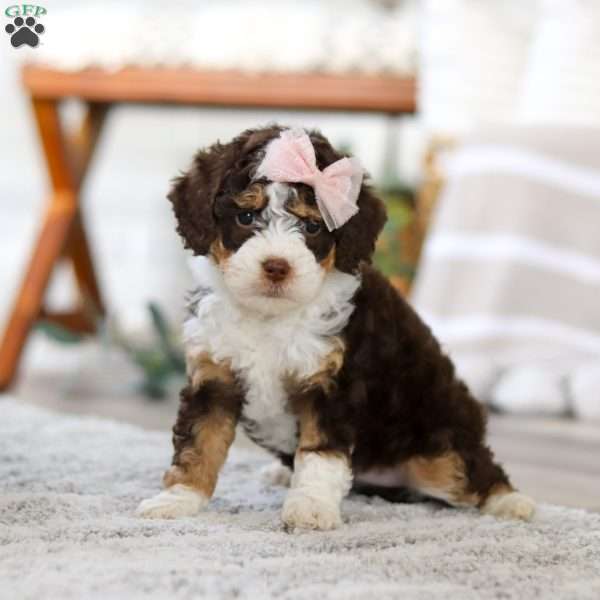 Hazel, Mini Bernedoodle Puppy